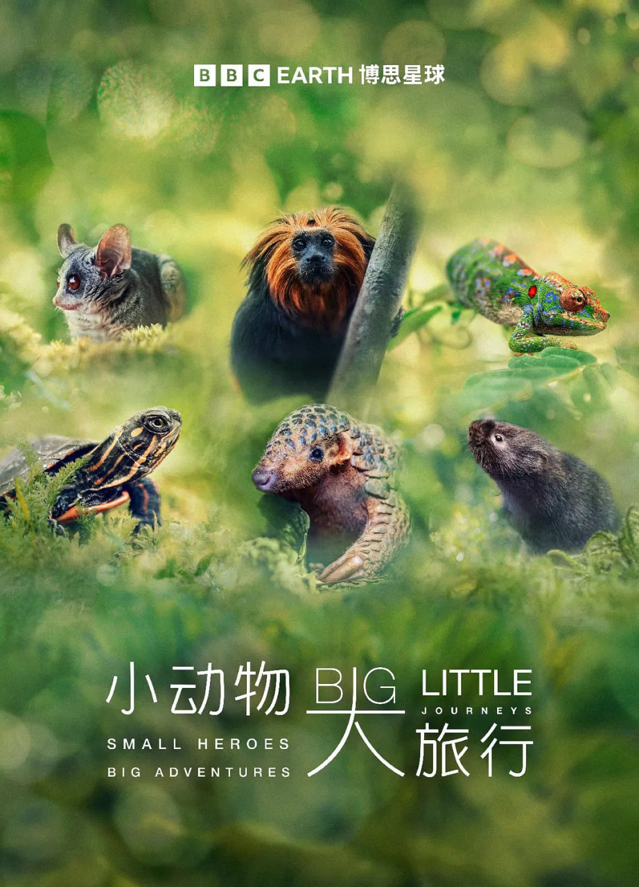 小动物 大旅行 第一季封面图