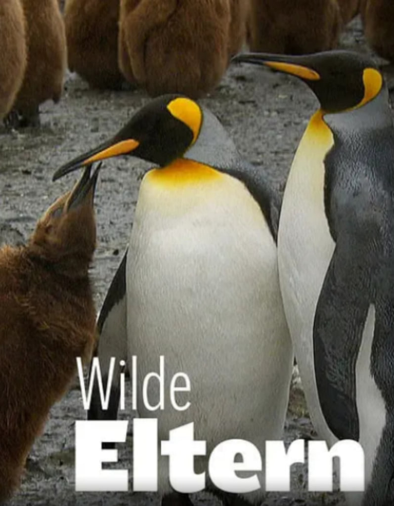 大自然中的父母之爱 第一季封面图