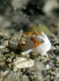 纪录片：海底世界封面图