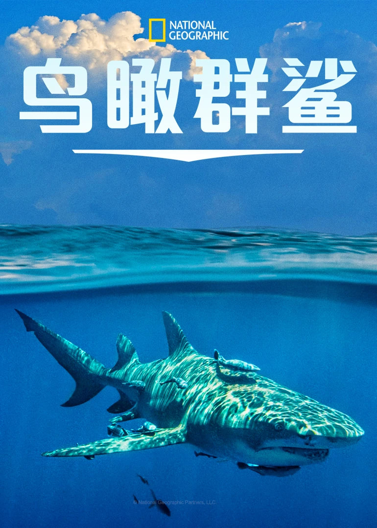 鸟瞰群鲨封面图