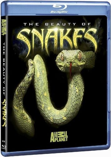 蛇的秘密封面图