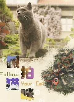 跟拍猫咪封面图
