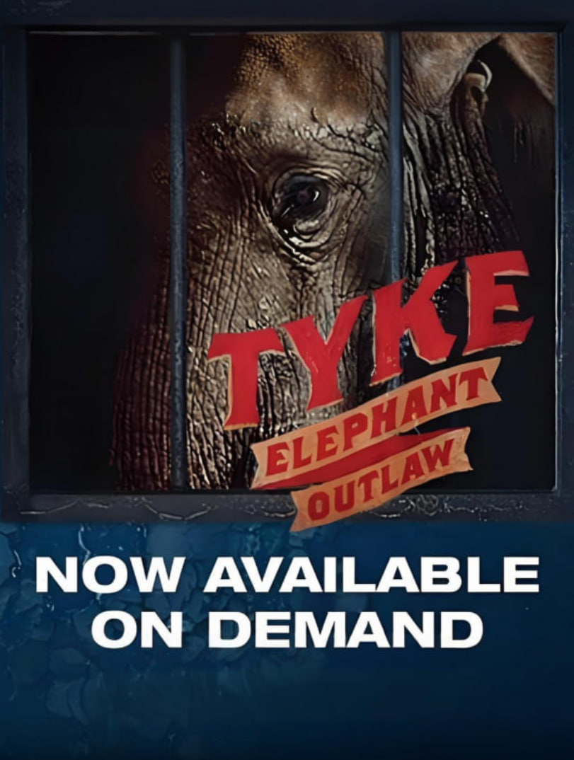 迷途小象泰克封面图