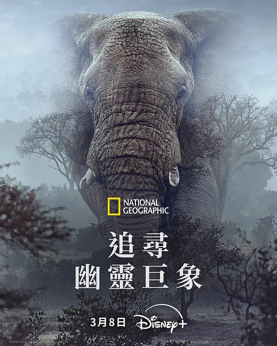 追寻幽灵大象封面图